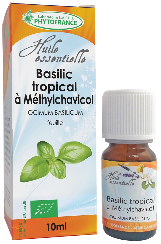Basilic Tropical (Ocinum Basilicum)