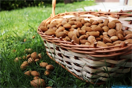 Amandes Coques Tendres  500g