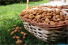 Amandes Coques Tendres  500g